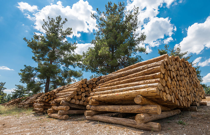 整木定制常用木材有哪些?